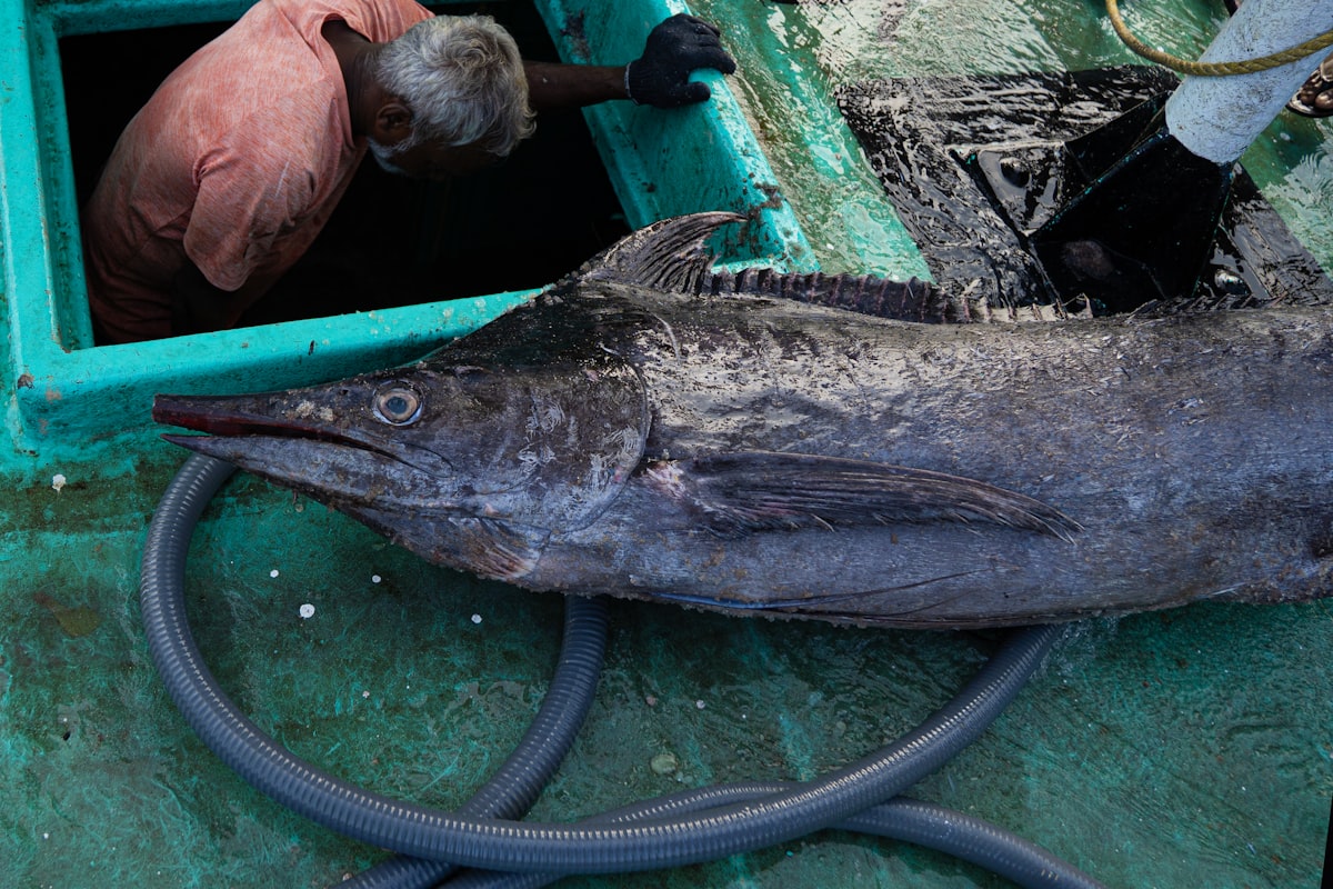 Rigged natural bait trolled for black marlin
