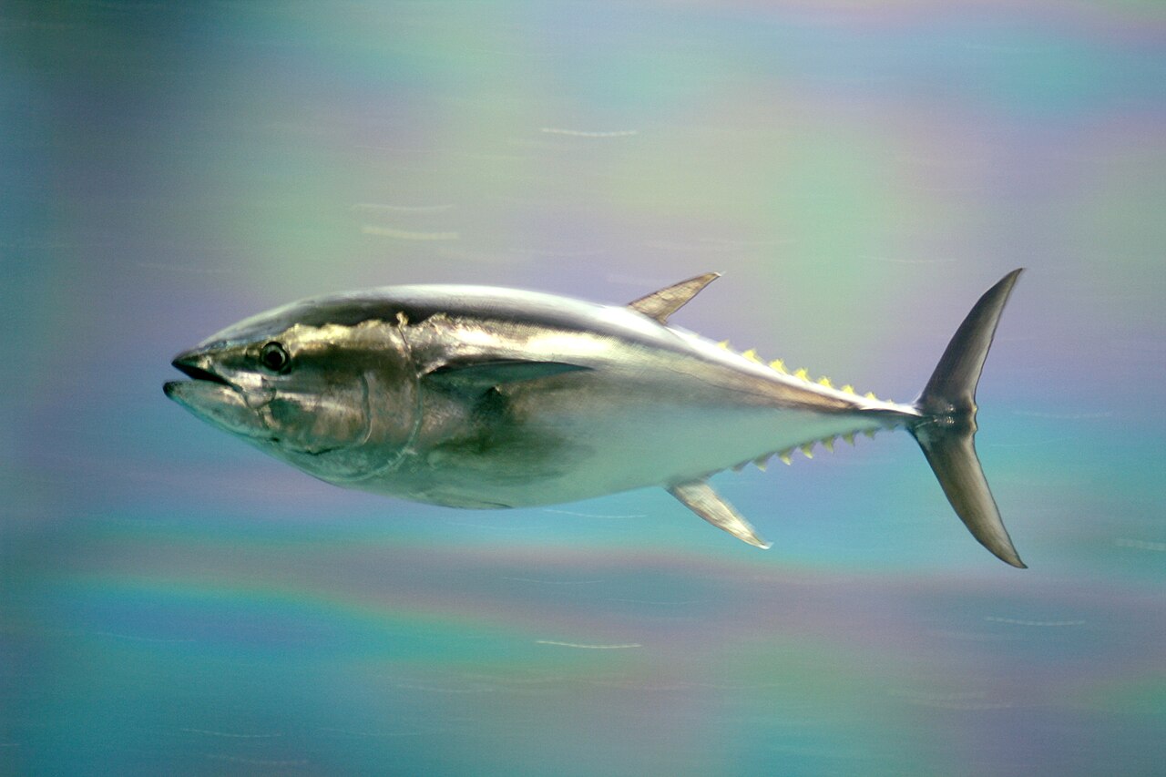 Angler fighting bluefin tuna with fighting belt
