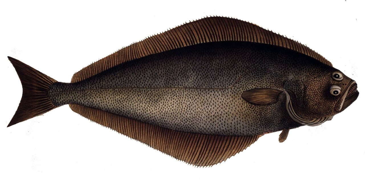 Halibut caught bottom fishing in deep water