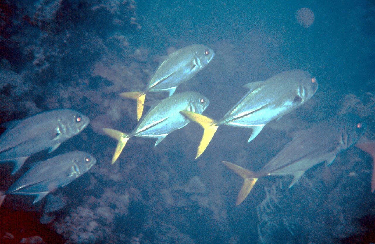 Jack crevalle school feeding at the surface