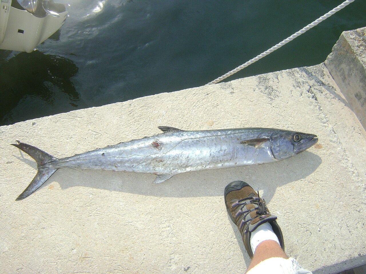King mackerel caught trolling near structure