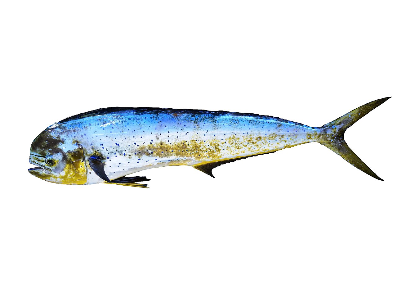 Mahi mahi caught near a floating weed line