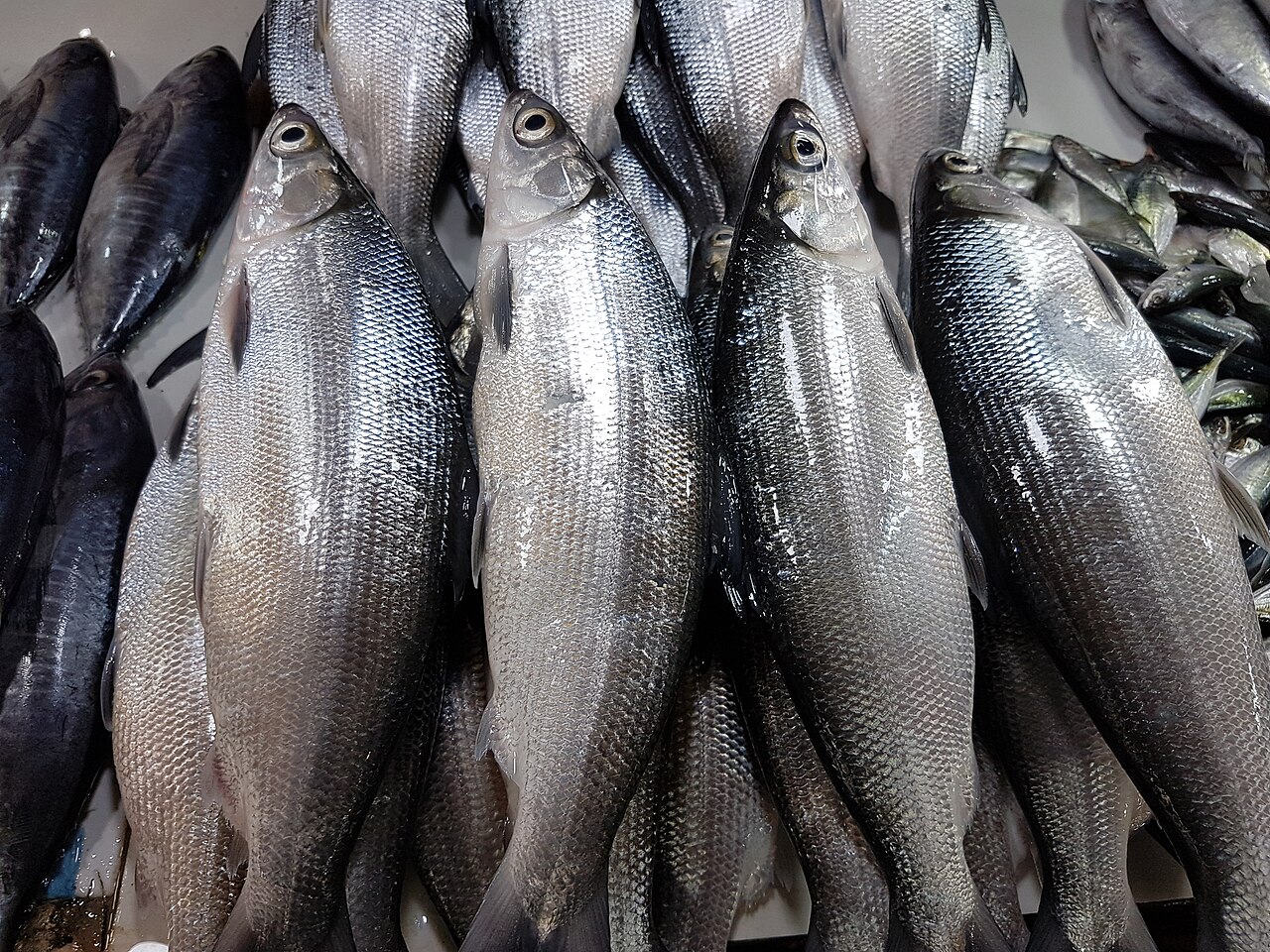 Milkfish feeding at the surface