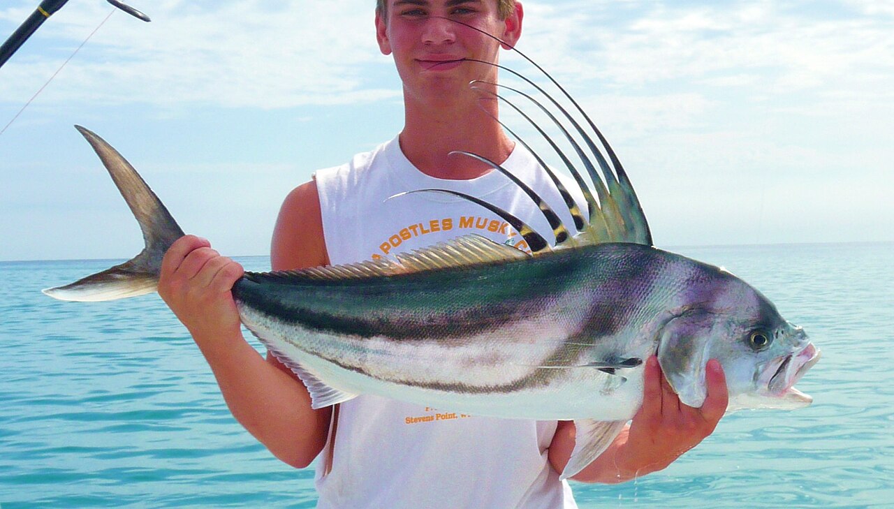 Roosterfish cruising visibly near shore along a beach
